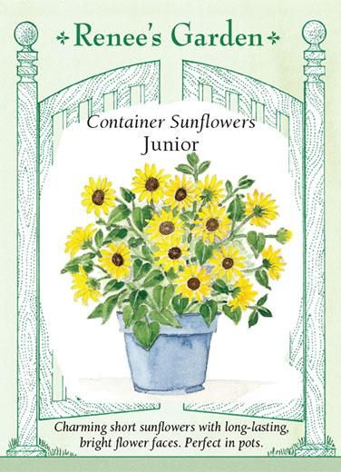 RG Sunflower Junior 